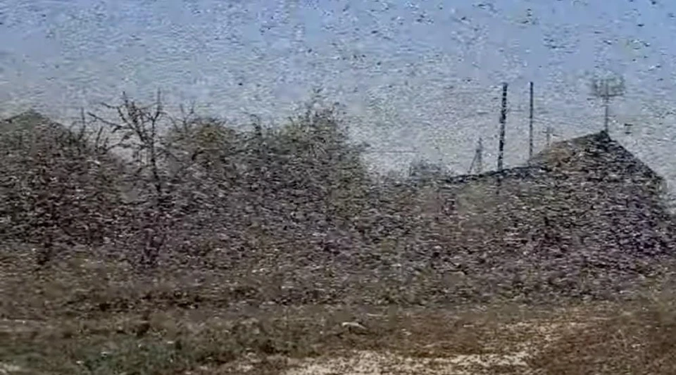 Скриншот с видео о саранче местной жительницы "Елены Б"