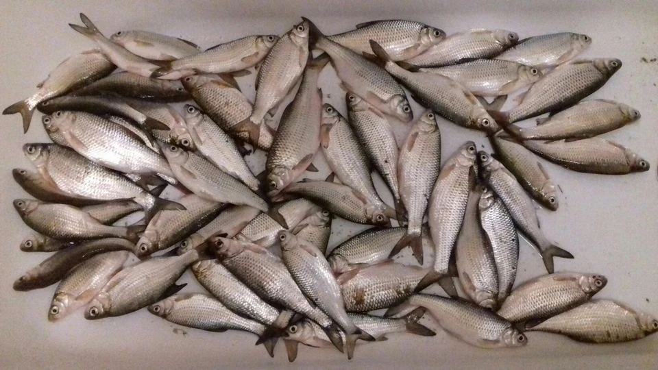 Наша продукция отправляется в Таджикистан, Германию, Польшу, Грузию и Азербайджан