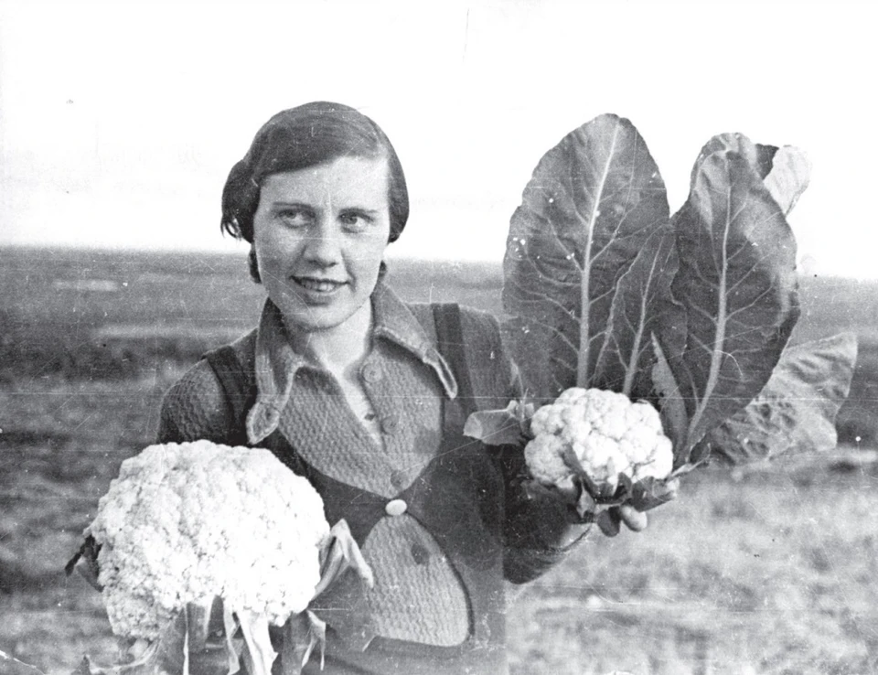 Сбор урожая в совхозе "Норильский" в 1942 году. Фото: "История совхоза "Норильский". Тезисы".