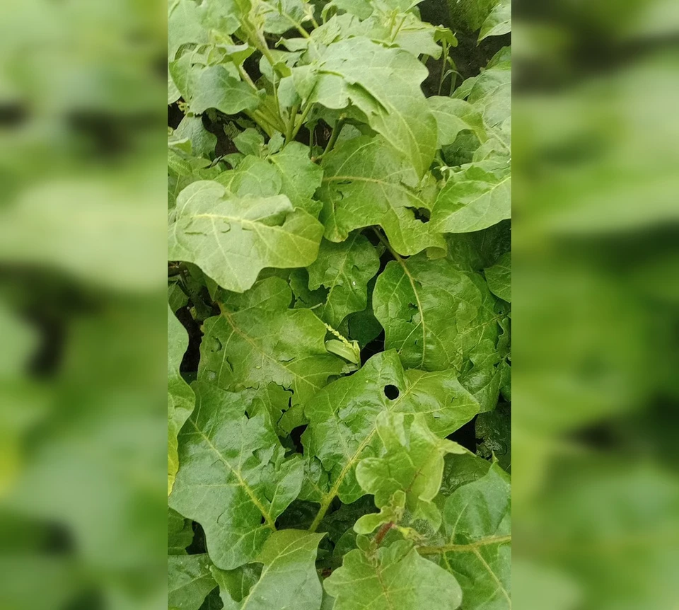 На листах образовались дыры