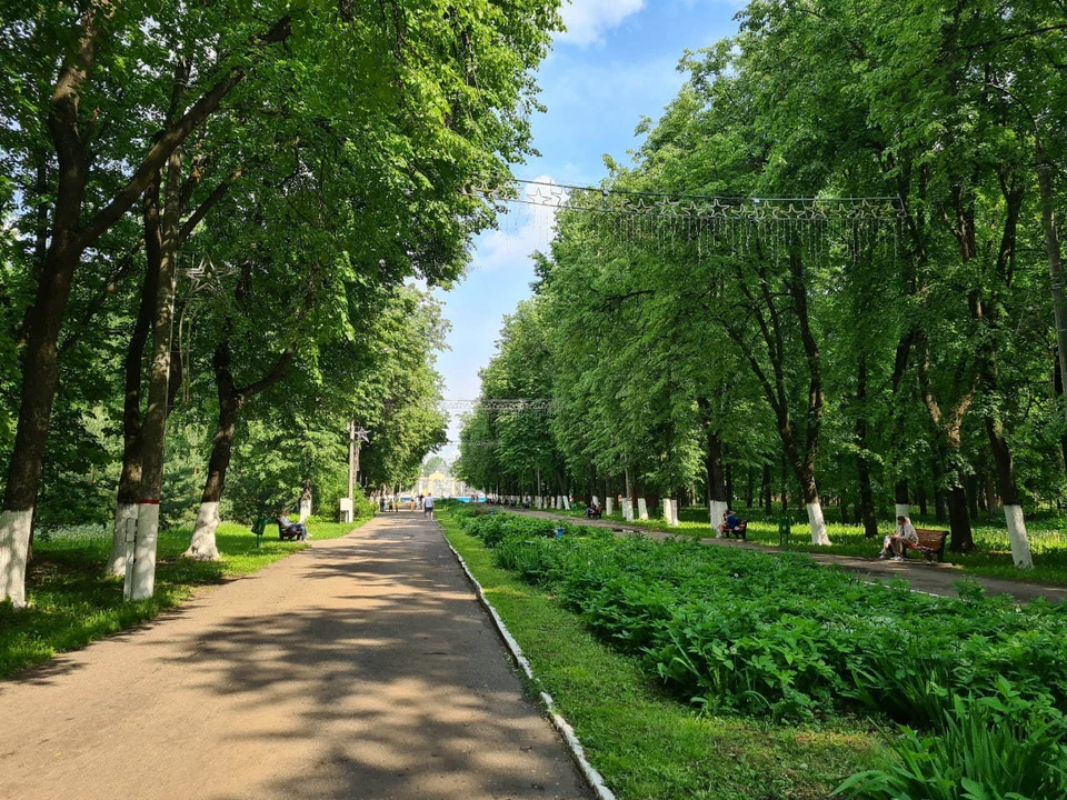 По мнению местных, деревья могут вырубить ради строительства коммуникаций.