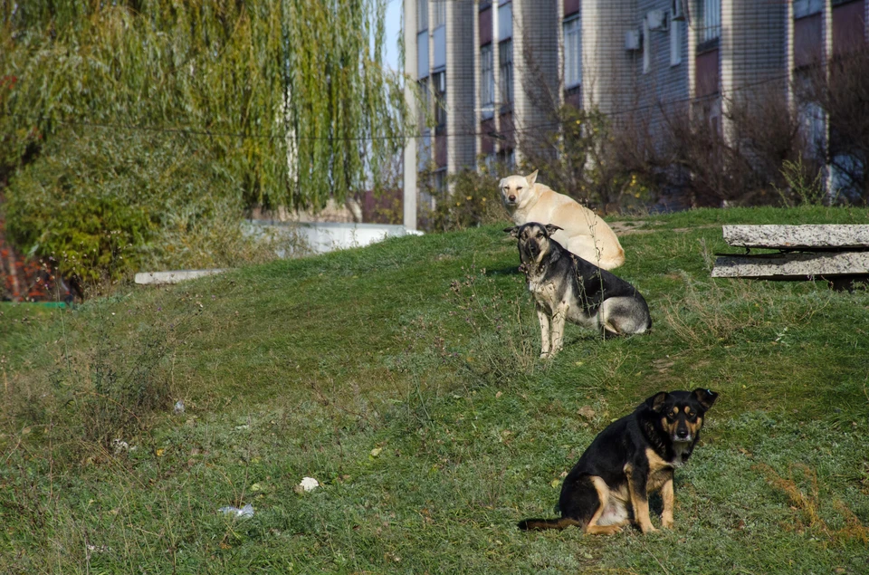 Истошные крики и плач: под Волгоградом стая бродячих собак искусала 12-летнюю девочку во время съемки видео