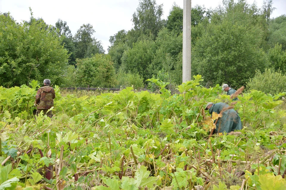 От борщевика планируют очистить 55 га территорий Фото: администрация Твери