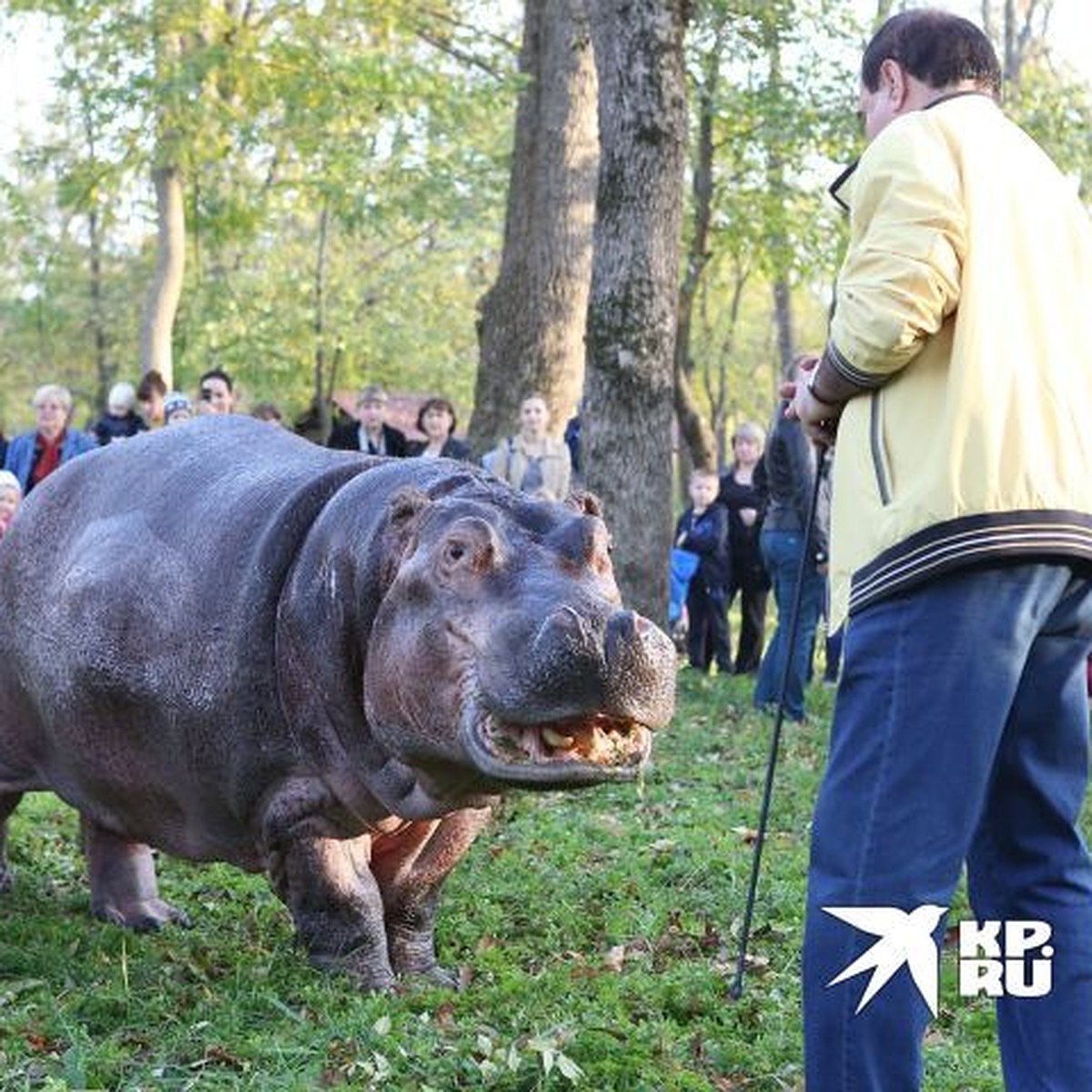 В зоопарке Екатеринбурга рассказали, планируют ли они пополнить коллекцию  большим бегемотом - KP.RU