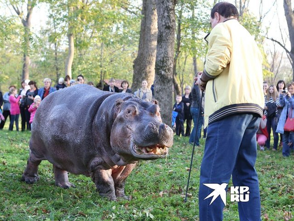 В зоопарке Екатеринбурга рассказали, планируют ли они пополнить коллекцию  большим бегемотом - KP.RU