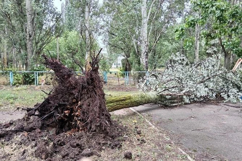 Деревья оказались вырваны с корнем. Фото: Марина Кукшева