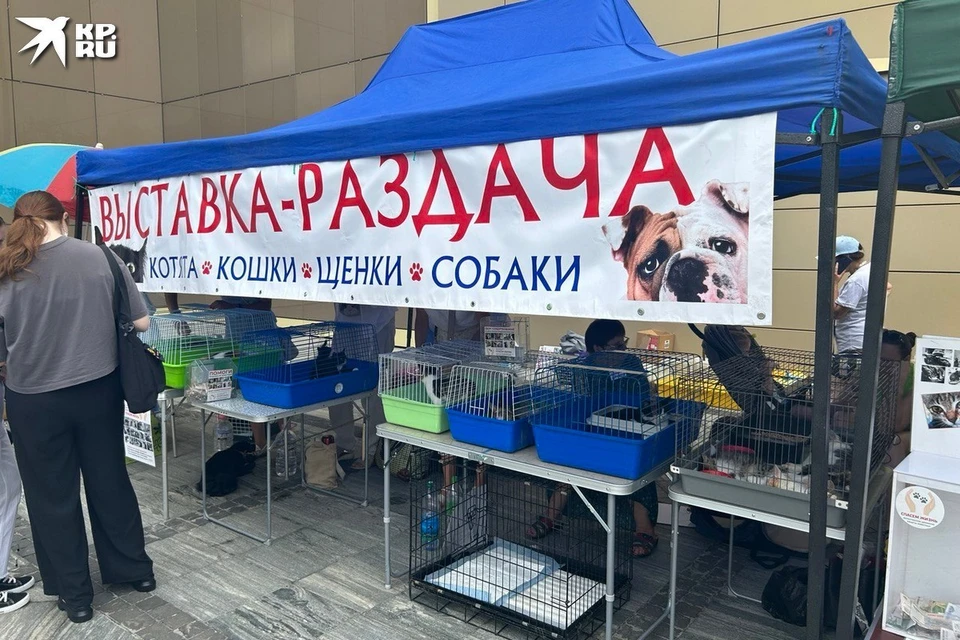 Каждый желающий мог завести нового друга в семью. Фото: Елизавета ХРУЩЕВА