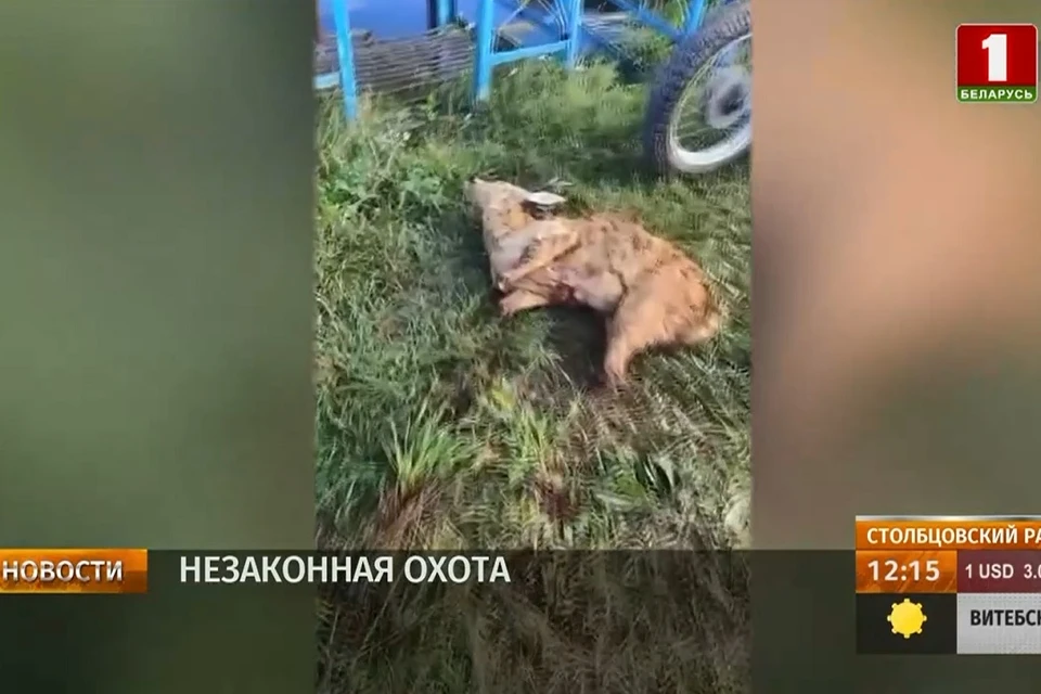 Браконьер перевозил тушу убитой косули в рюкзаке. Фото: стоп-кадр | видео «Беларусь 1».