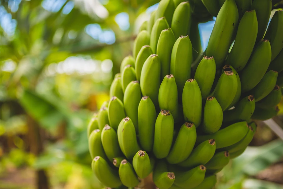 Что надо знать о бананах
