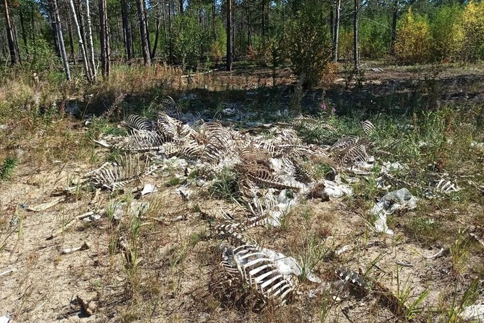 Фото: соцсети. Найденные скелеты.