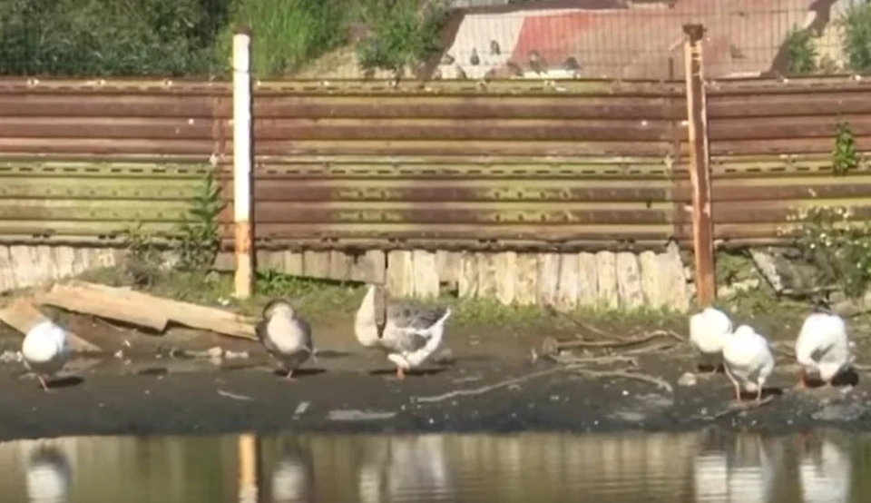 Скриншот из видео