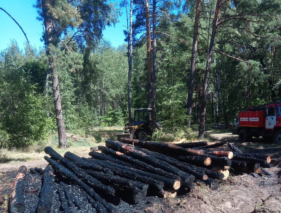 Фото управления лесхоза Воронежской области