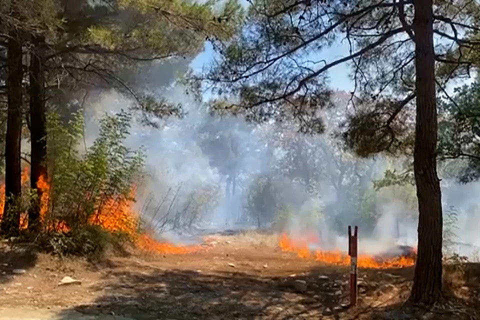 Огонь охватил лес в Геленджике