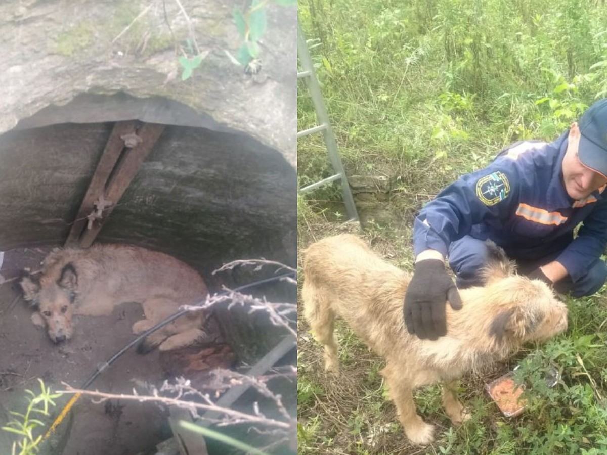 Перегрызла кабель и позвала на помощь»: в Новосибирске спасатели вытащили  собаку из колодца - KP.RU