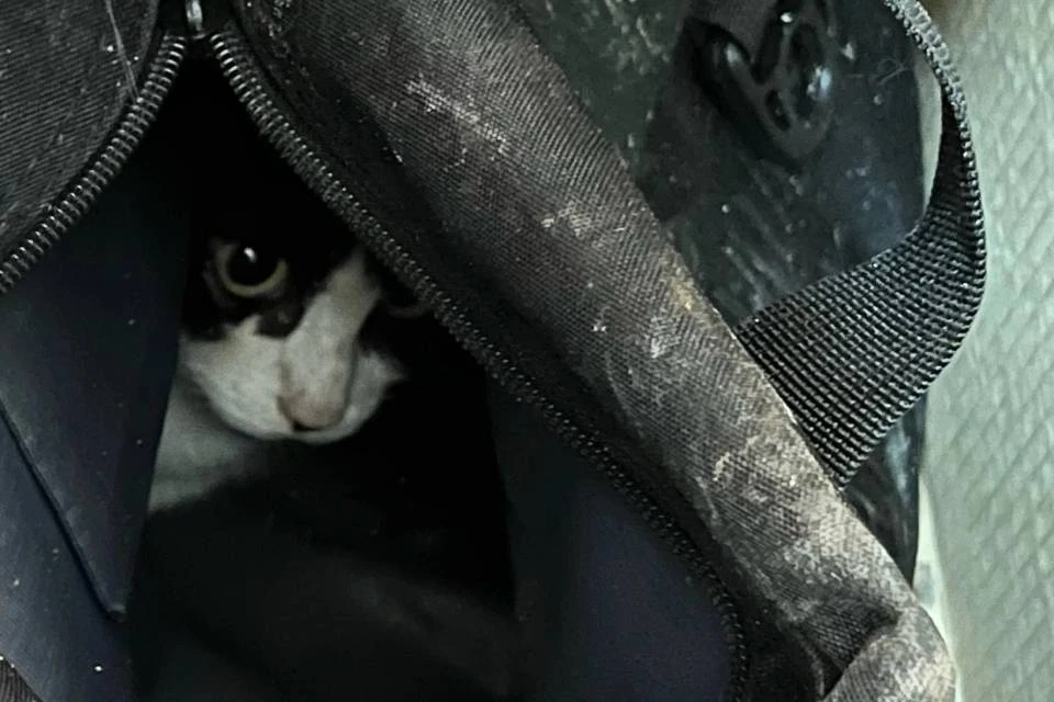 Котенка достали из трубы живым и невредимым. Фото: vk.com/monokovdor