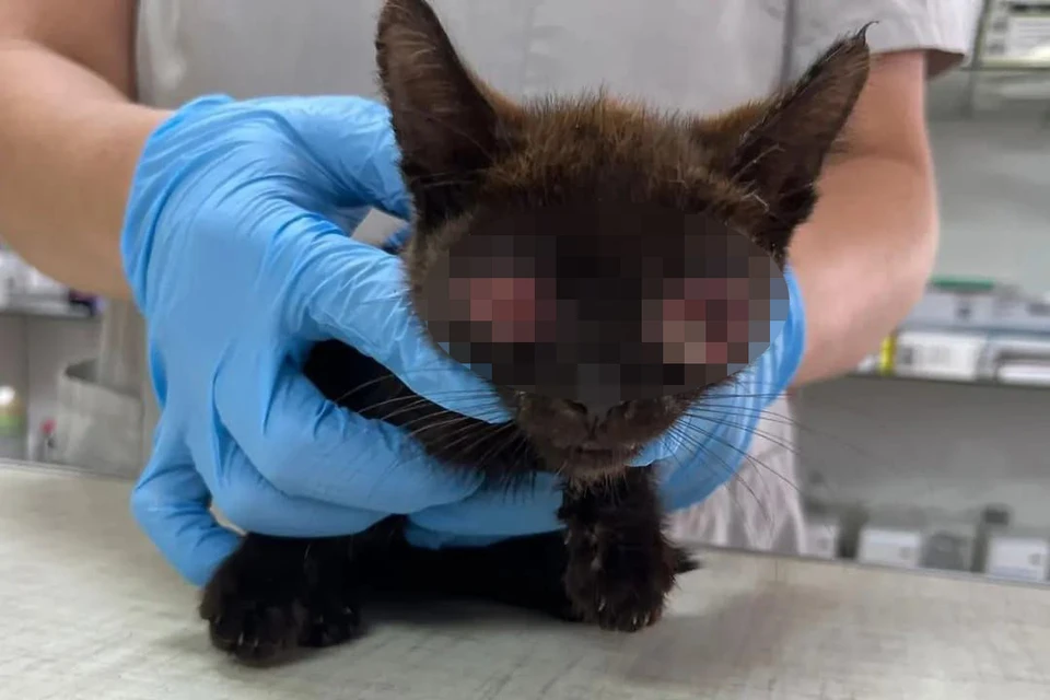 Котенок слеп