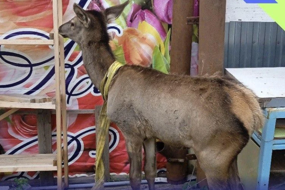 Житель Усть-Илимска удерживал у себя дома молодого оленя. Фото: служба по охране и использованию объектов животного мира Иркутской области