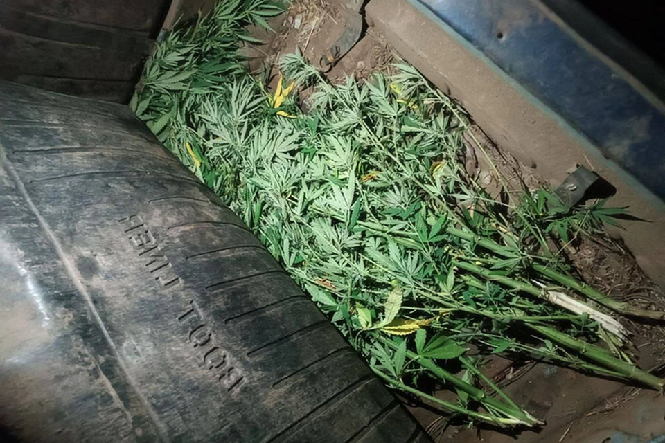 Наркотические растения водитель спрятал под ковриком багажника. ФОТО: телеграм-канал Госавтоинспекции Запорожской области