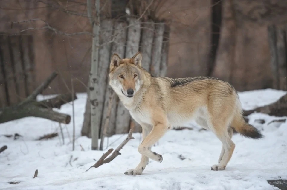 В Сыктывкаре волки дважды за ночь нападали на собак