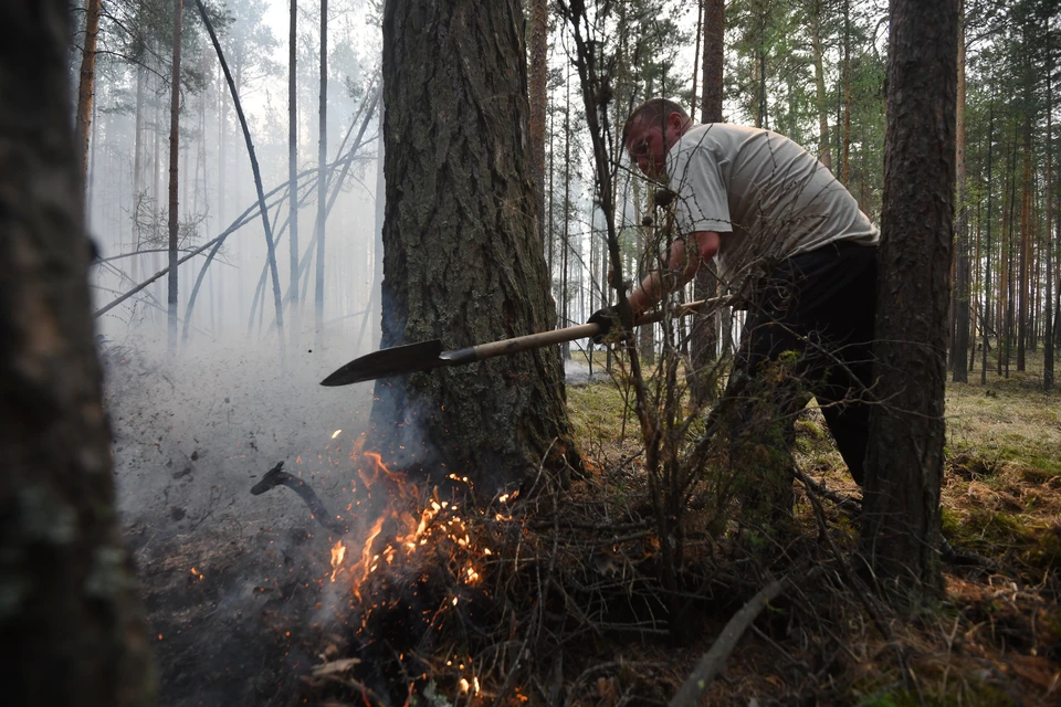 В лесной полосе Ульяновской области ожидается 5 уровень пожарной опасности