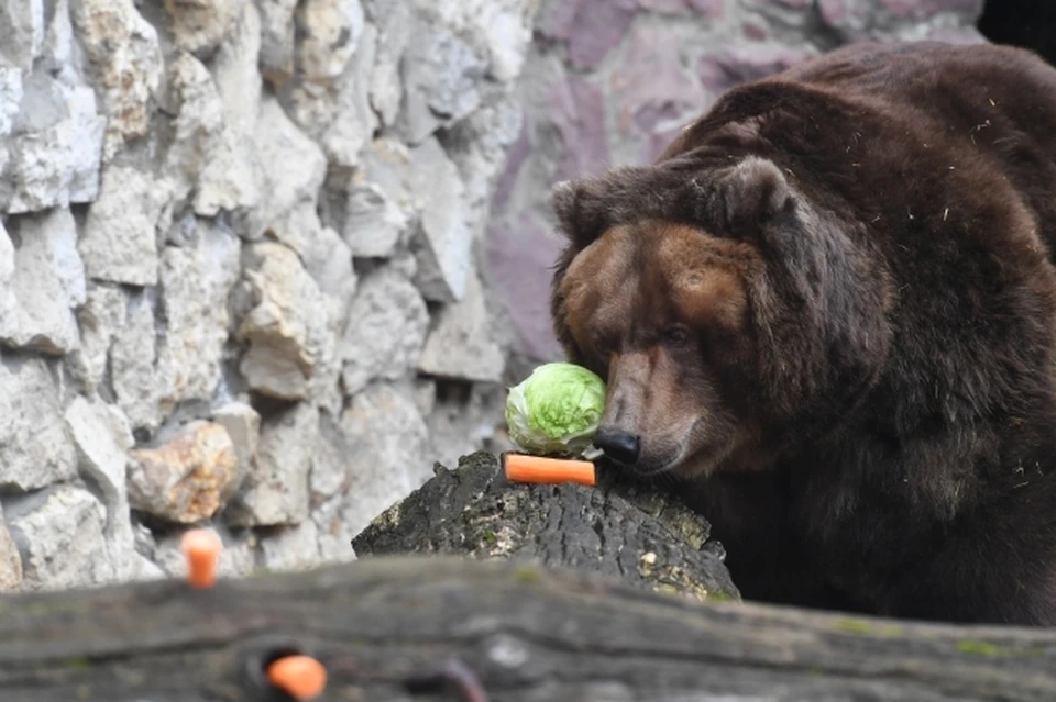 На станции юных натуралистов в детском парке Ухты идет строительство вольера для бурого медведя