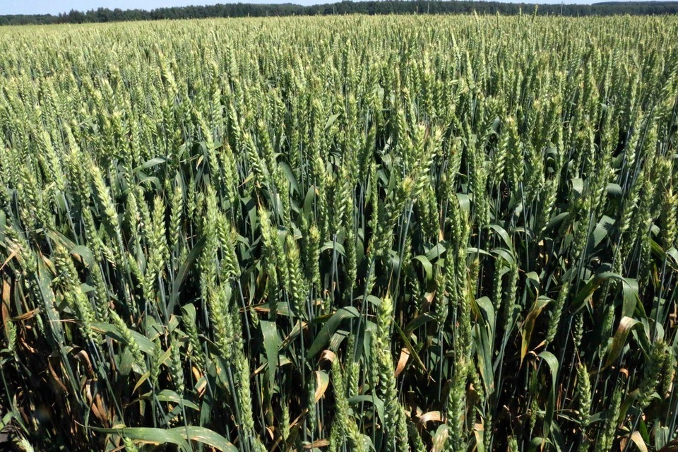 Более 2 миллионов тонн зерна собрали в Тульской области