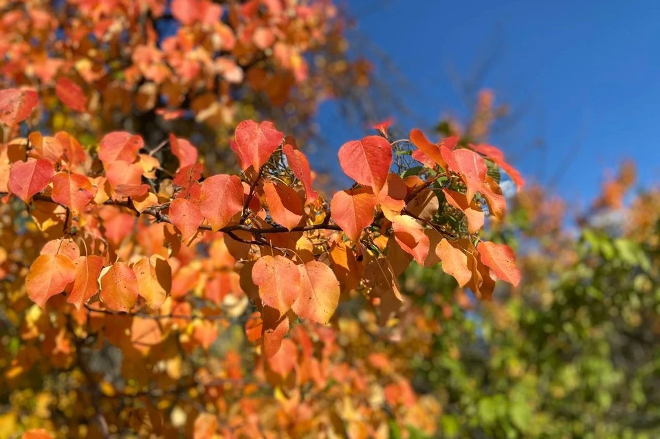 Еще одна особенность: листья сохраняют наклон в 135 градусов. Фото: страница Бузулукского бора
