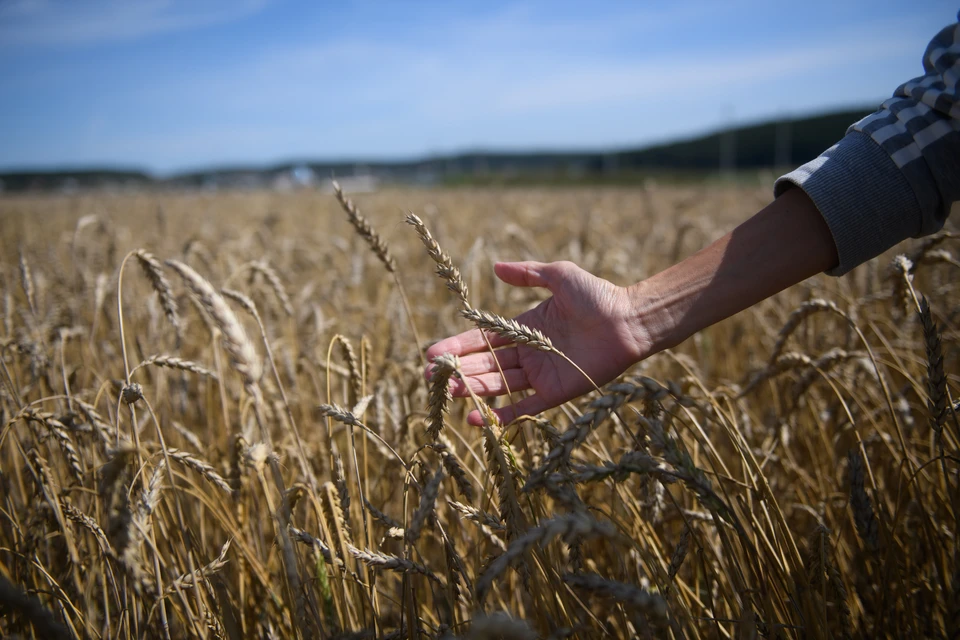 Партия продовольственной пшеницы нового урожая объемом 625 тонн уже отгружена для доставки в Казахстан