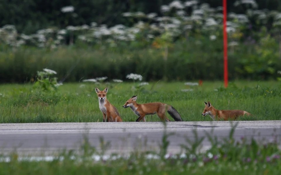Семейство лисичек поселилось в сыктывкарском аэропорту. Фото: Татьяна Спицына.
