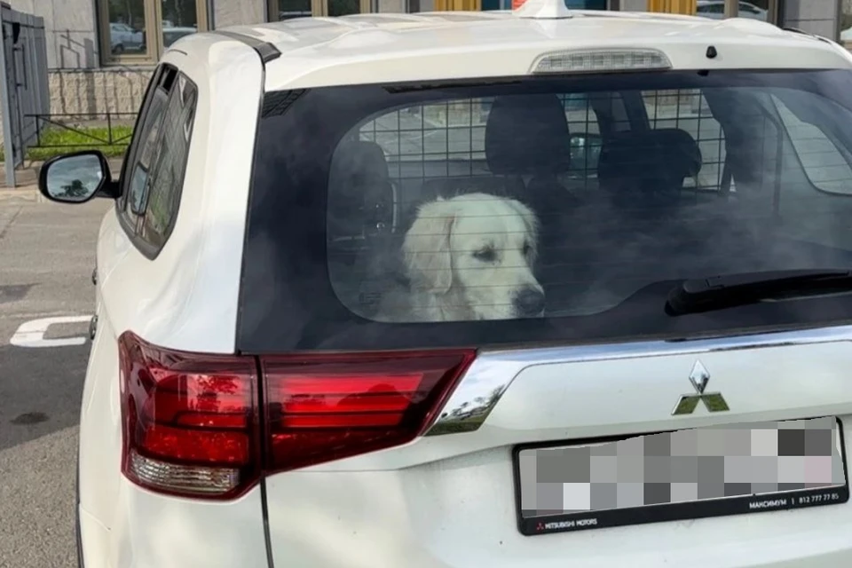 Собака четыре года прожила в машине. Фото: предоставлено "КП"