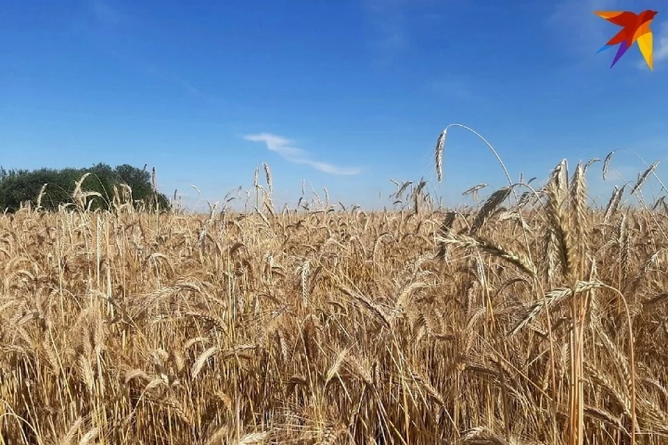 Запретили ввоз зерна из Украины в соседнюю с Беларусью Польшу с 15 сентября. Фото: архив «КП»