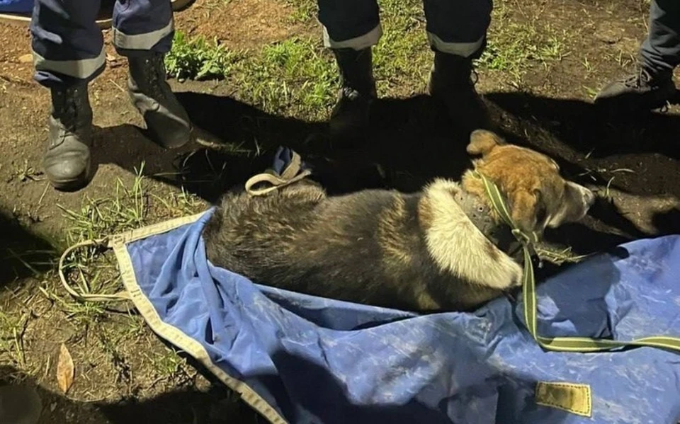 В Деме спасатели вызволили из беды собаку. Фото: Госкомитет по ЧС