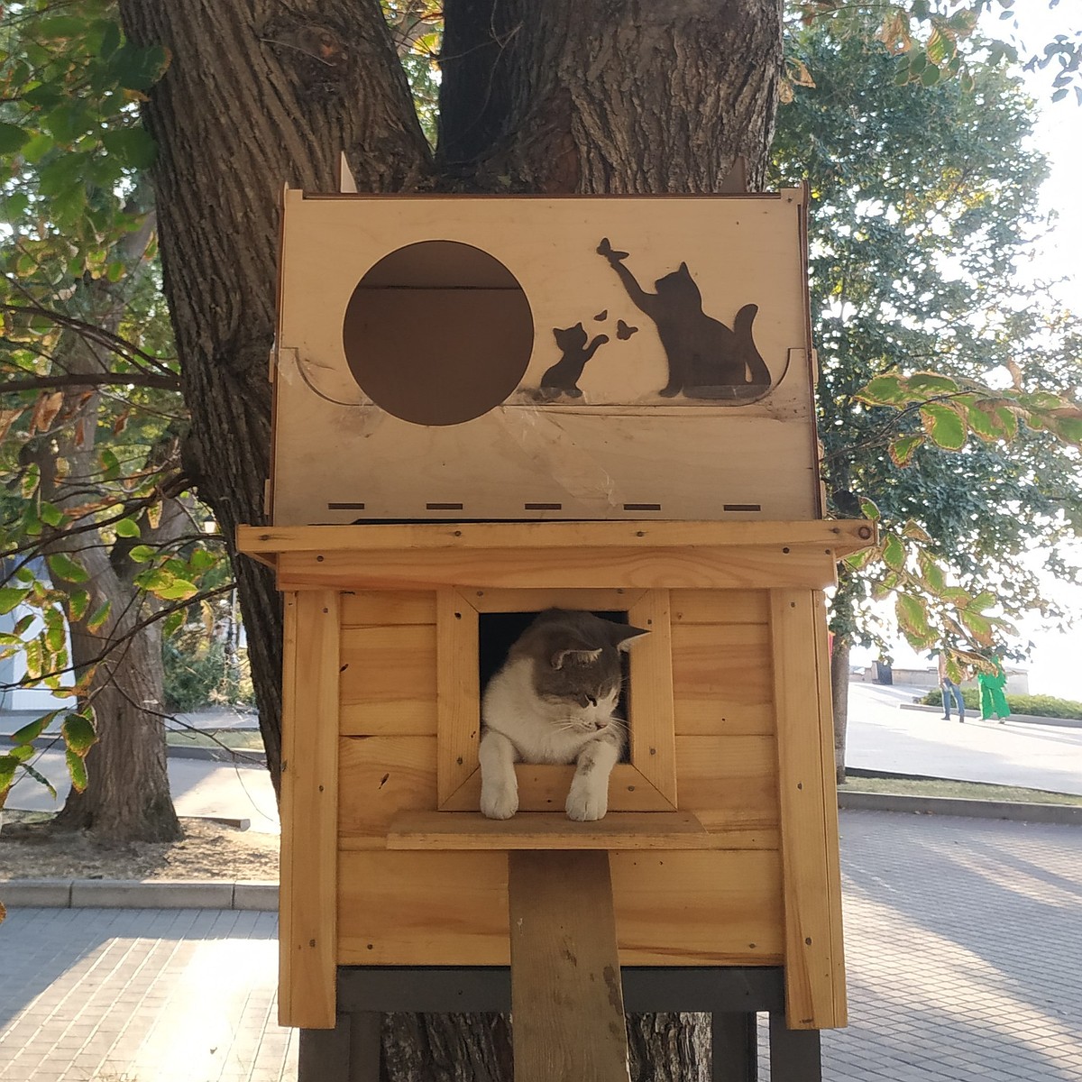 В Барановичах установили первые домики для бездомных котов