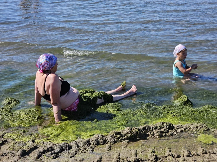 «Будет цвести до конца бархатного сезона»: Эколог объяснил причину появления камки у берегов Анапы