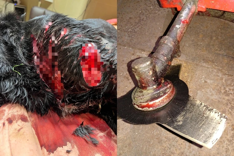 Истекала кровью и скулила: в Челябинской области живодер заживо порубил собаку газонокосилкой