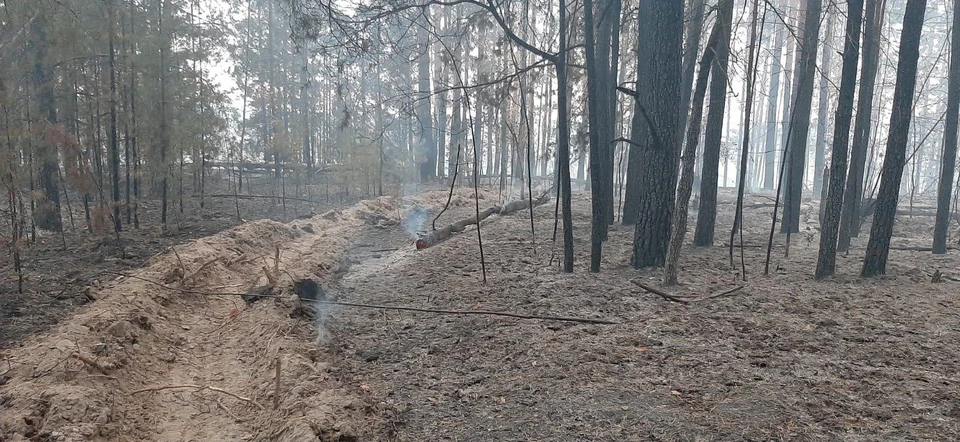 В Инзенском районе Ульяновской области по вине человека произошел лесной пожар | ФОТО: минприроды Ульяновской области