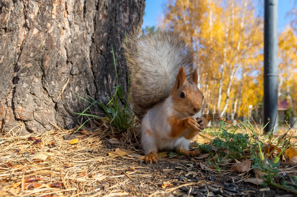 Днем в Ростове-на-Дону ожидается до +22-23 градусов