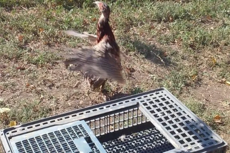 На Кубани выпускают фазанов. Фото: t.me/mpr_kk