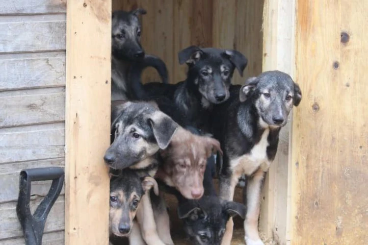 «Собак не кормили, нечем»: Приют на 800 животных под Петербургом превратился в концлагерь для животных