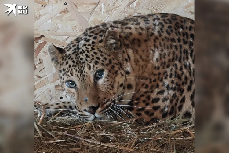 Леопардам-метисам из придорожного кафе Хабаровска нашли новый дом в Приморье