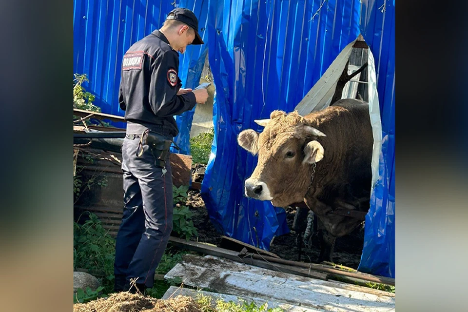 В Твери огромный Фото: vk.com/tvernewsru
