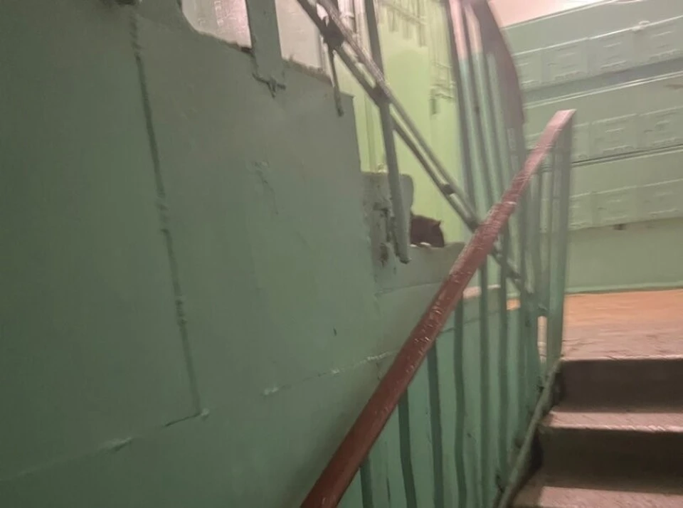 Крысы абсолютно не боятся людей и даже прыгают им на голову