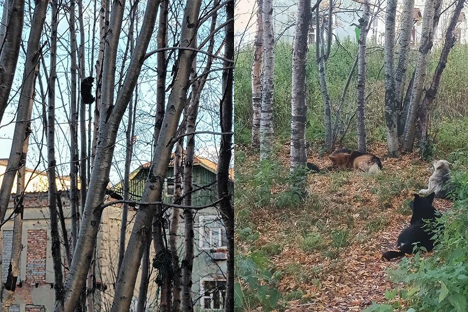 В Мурманске вызволяли из беды домашнего котика, которого бродячие собаки загнали на дерево. Фото: Мурманск ДТП ЧП / vk.com/murmansk_dtp