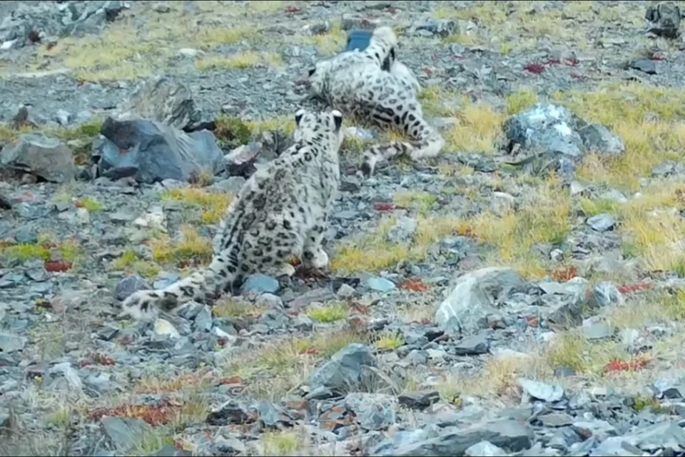 Снежный барс ломает фотоловушку. Скриншот видео