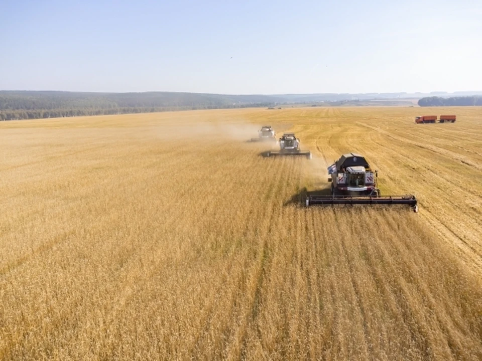 Крым вышел на самообеспеченность по производству продовольственной пшеницы,