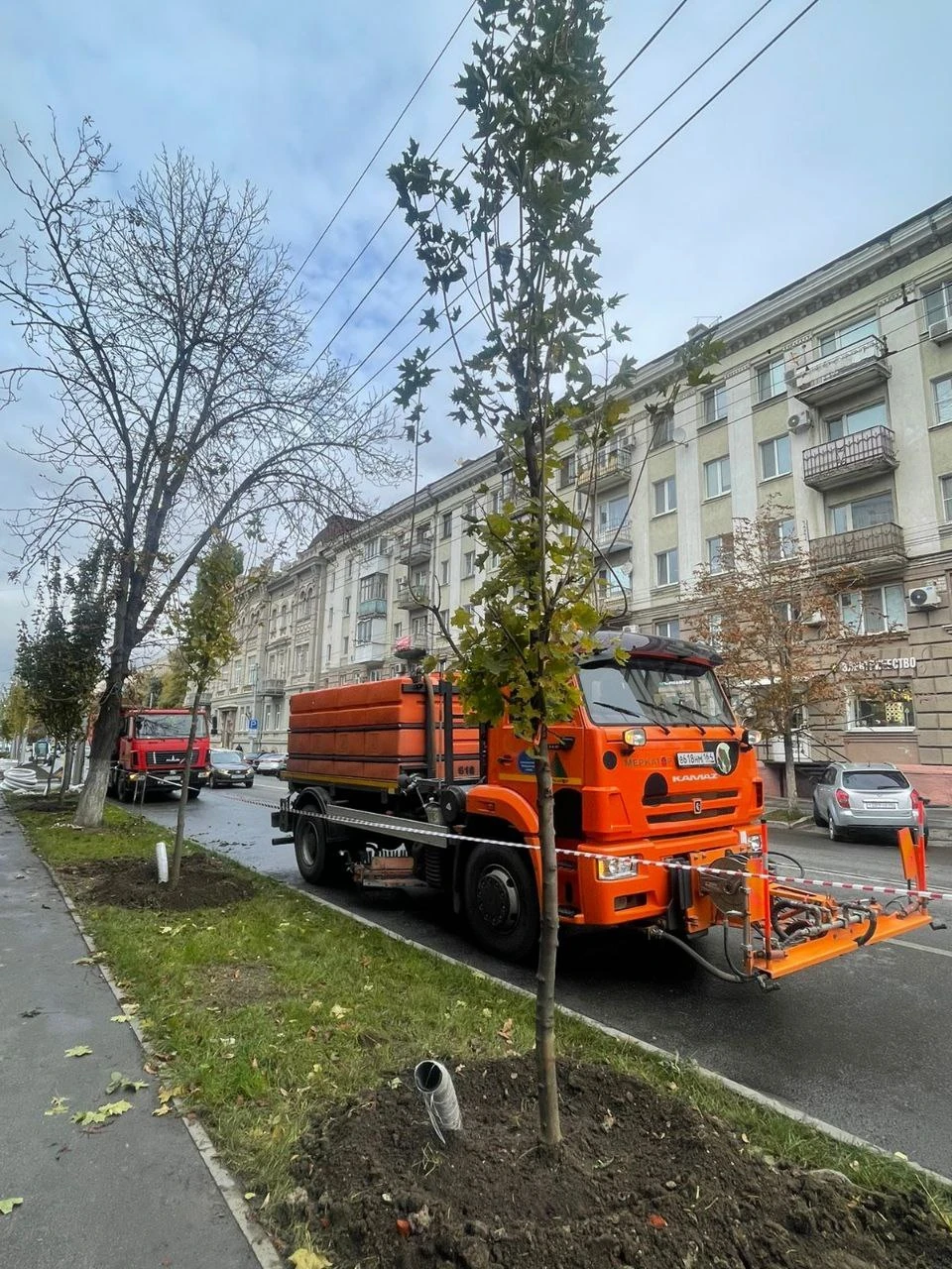 В Саратове продолжается посадка крупномерных саженцев клена остролистного -  KP.RU