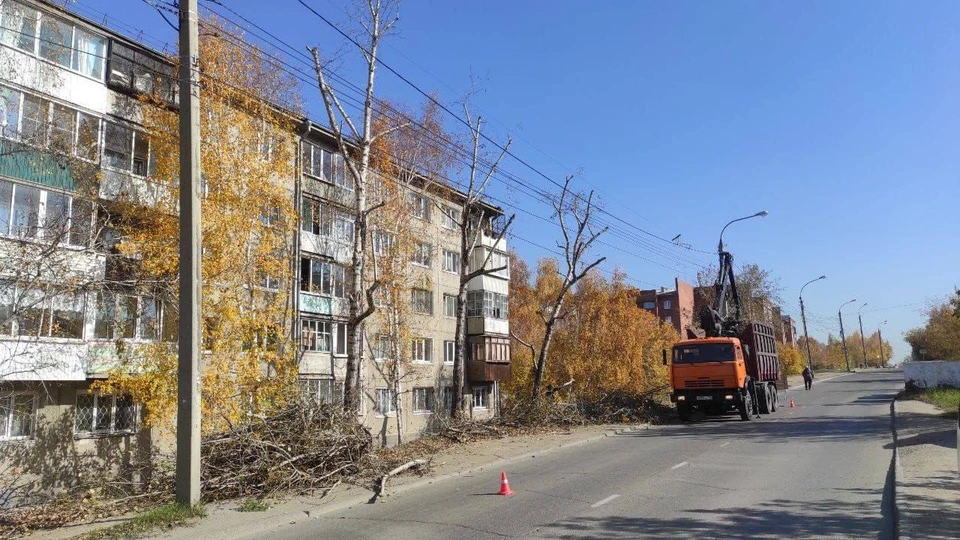 В Иркутске проводят формовочную обрезку деревьев