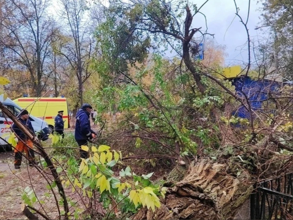 Огромное дерево обрушилось на двух человек. Фото: vk.com/moygorodotradny
