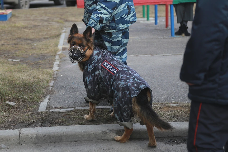 В Красноярском крае может появиться зоополиция