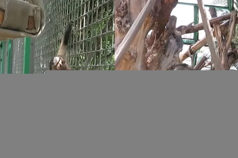 Бурые капуцины из Новосибирского зоопарка радуются осени. Фото: Анна НОВИКОВА